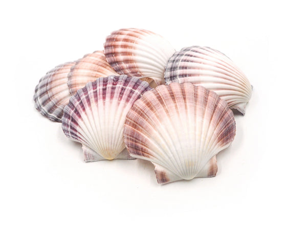 Pink, Purple and White Deep Scallop Shells - Pack of 25